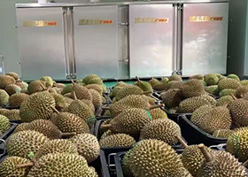 Durian Cabinet Freezing Machine
