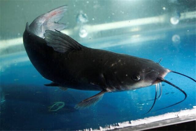 鮰鱼的生长环境是怎样的？液氮速冻的鮰鱼品质更棒？